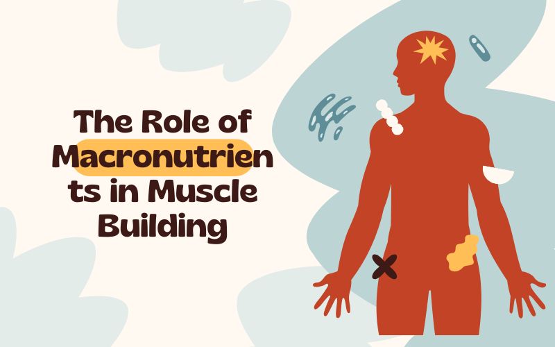 How Important Is Nutrition for Building Muscle