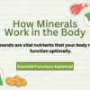 How Minerals Work in the Body